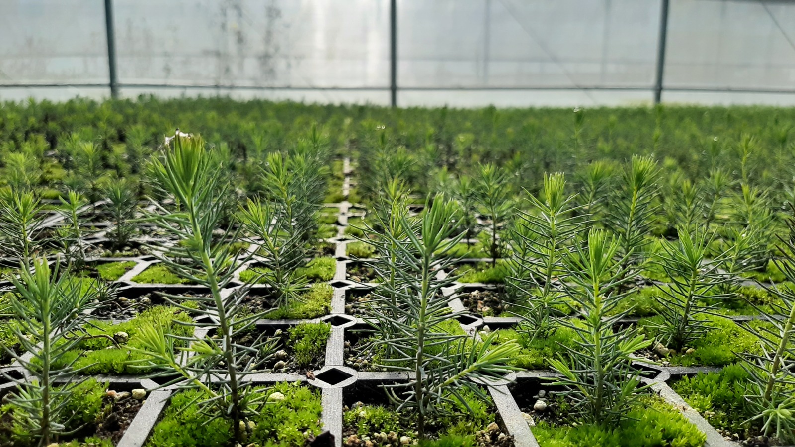 Свердловская область достигла полной самообеспеченности качественным лесопосадочным материалом